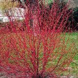 Cornus Alba Sibirica 60cm / Corn siberian / Corn alb