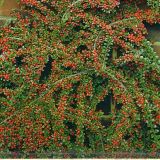 Cotoneaster Horizontalis 40-60 cm