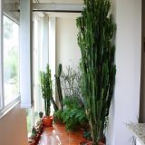 EUPHORBIA TRIGONA