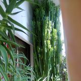 euphorbia trigona