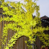 Forsythia