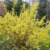 Forsythia suspensa (Ploaie de aur, forsitia)