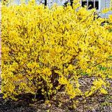 Forsythia x intermedia