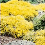 Genista lydia (Genista lydia)