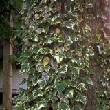 Hedera canariensis (Iedera)