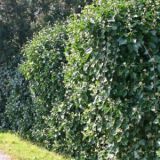 Hedera Helix 20cm / Iedera