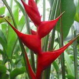 Heliconia