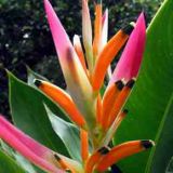 Heliconia Sassy