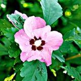 Hibiscus syriacus 