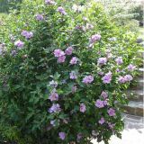 Hibiscus syriacus