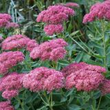 Iarba de şoaldină - Sedum spectabile