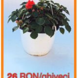 impatiens