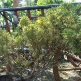 JUNIPERUS SABINA VARIEGATA