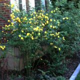 Kerria Japonica 60cm