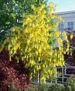 Laburnum Anagyroides 80cm / Salcam galben