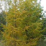 Larix 100cm / Larice