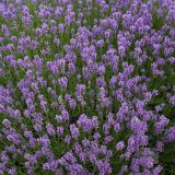 Lavanda - Lavanda angustifolia