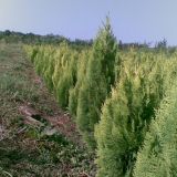 material dendrologic tuia,buxus