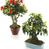 Plante bonsai artificiale