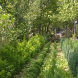plante mixte