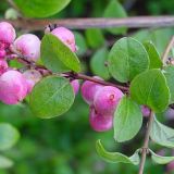 Symphoricarpos Amethyst