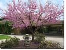 Prunus Triloba Rosenmund 80cm / Migdal pitic