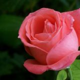 Rosa - Thea Hibrid / Trandafir