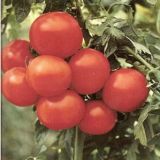 Seminte de tomate Marissa F1