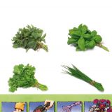 Set 4 covorase cu plante aromatice