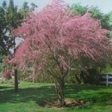 Tamarix Tetrandra 50cm