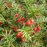 TAXUS  BACCATA