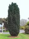 Taxus Baccata 70cm / Tisa