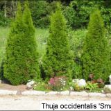 Thuja Occidentalis 80-100 cm