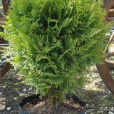 THUJA OCCIDENTALIS ’DANICA’