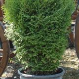 THUJA OCCIDENTALIS ’KOBOLD’