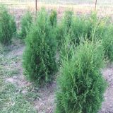 Thuja occidentalis columnaris