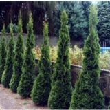 Thuja Occidentalis Smaragd 100cm / Tuia sp.