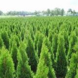 thuja smaragd