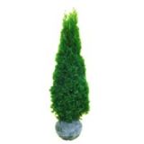 Thuja Smaragd Tuia