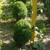 thuja teddy  - tuia globulara 