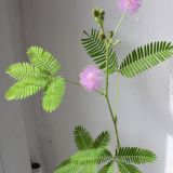 Vand Mimosa  Pudica - mimoza