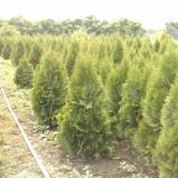 vand tuia smaragd,buxus,arbusti ornamentali