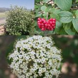 Viburnum Lantana 60-80 cm