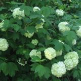 viburnum opulus (calin, bulgare de zapada)
