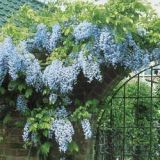 Wisteria Sinensis 30cm / Salcam albastru