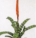 vriesea splenriet