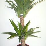 yucca