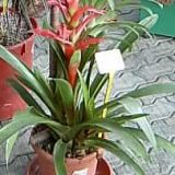 Bromelia