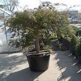 Acer Palmatum dispetum