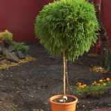 arbusti ornamentali